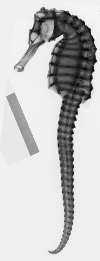 Media type: image;   Ichthyology 5938 Description: xray;  Aspect: lateral
